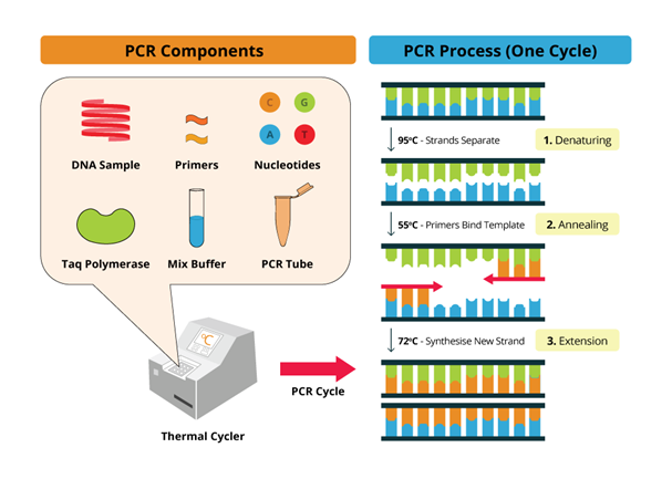 Các thành phần cơ bản trong 1 phản ứng PCR