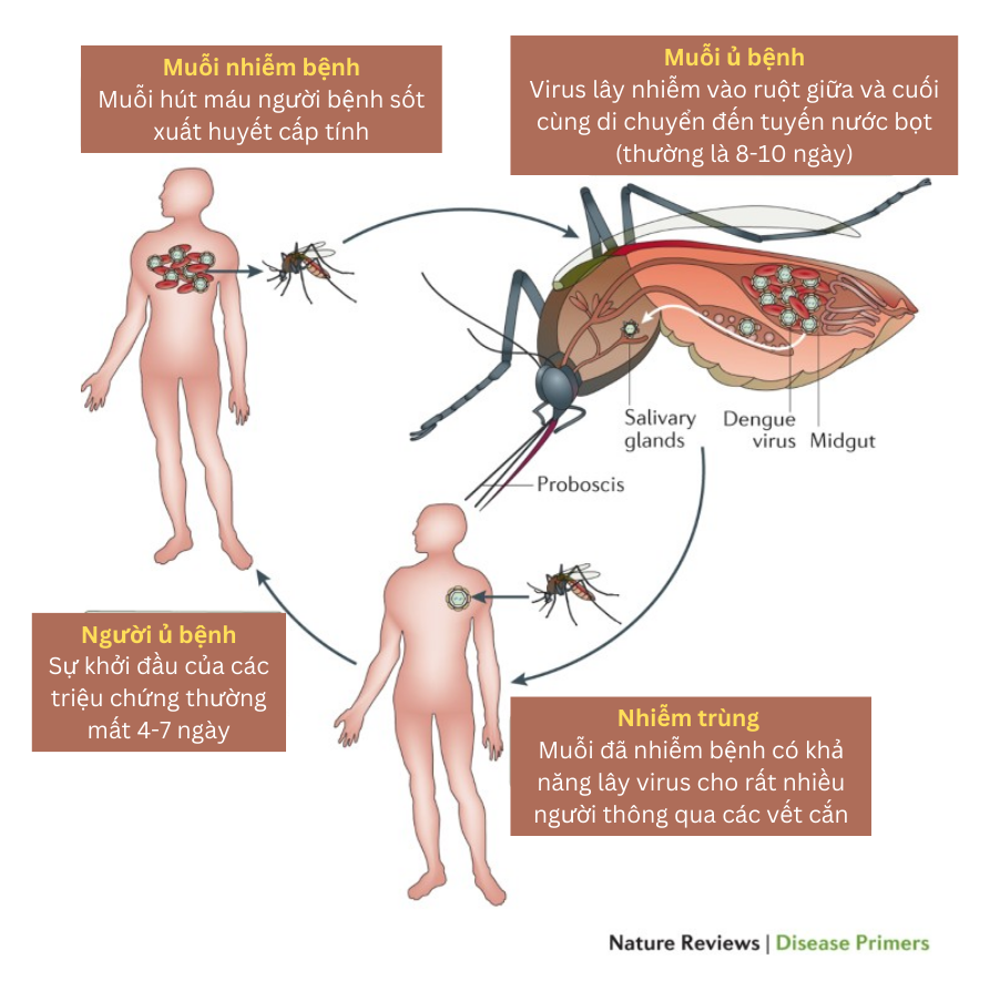 Chu kì lây nhiễm của virus sốt xuất huyết (nguồn: Nature Reviews) 