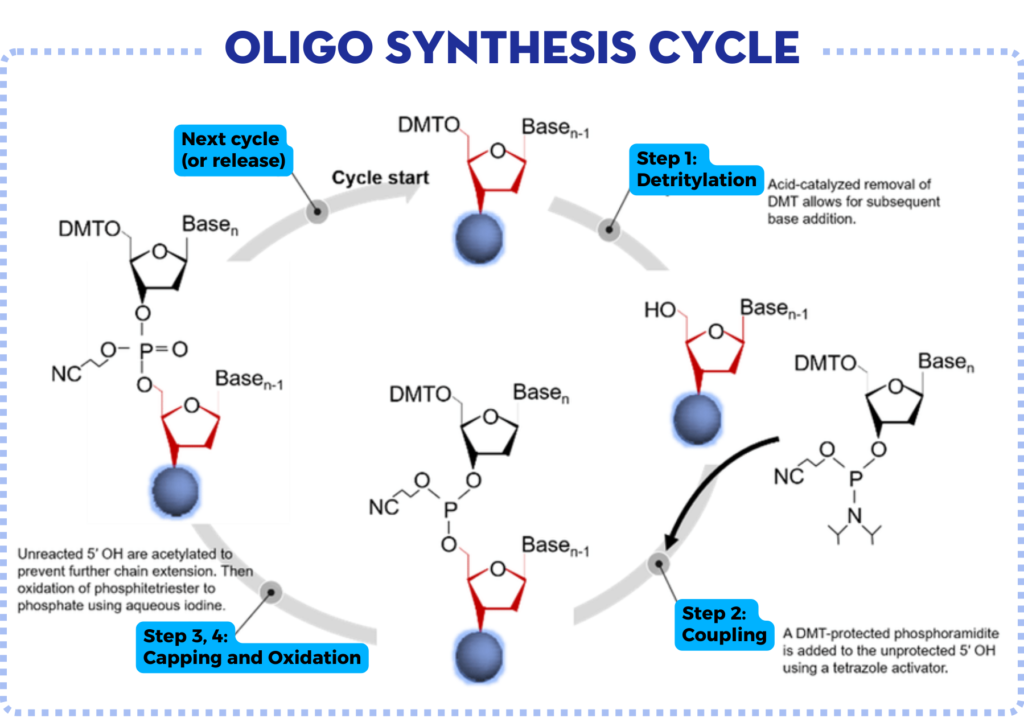 Quy trình tổng hợp Oligonucleotide