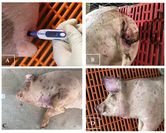 Hình 2. Một số biểu hiện bệnh ở lợn nhiễm Dịch tả lợn châu Phi.
(Nguồn: MDPI) 