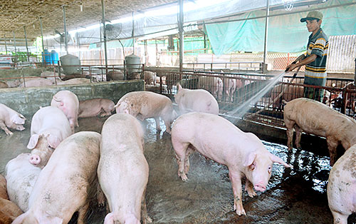 Hình 3. Nhiều nông hộ chăn nuôi lợn đang gặp khó khăn với dịch tả lợn châu Phi