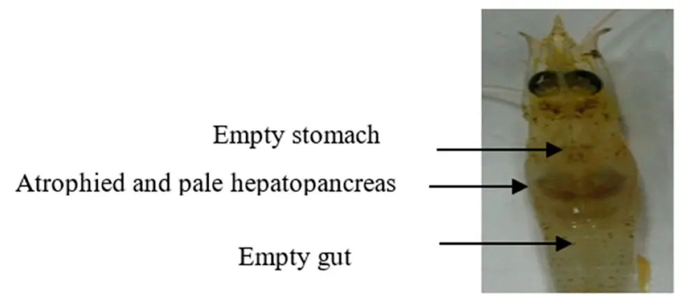 Hình 2: Bệnh trên tôm - Gan tụy và đường ruột trống