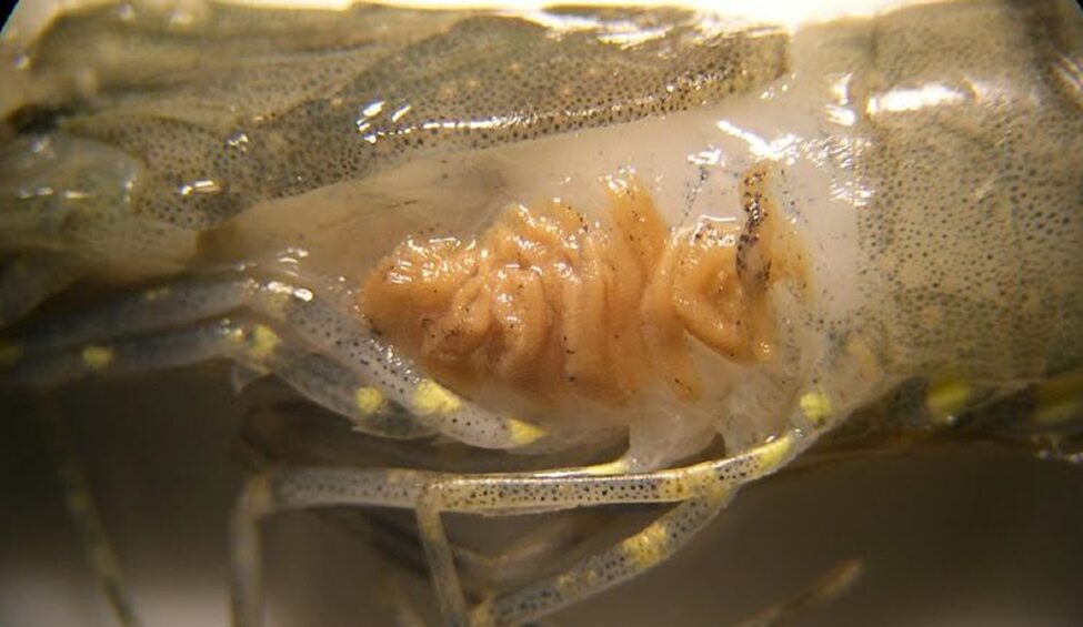 Hình 9: Bệnh trên tôm - Tôm bị đầu vàng