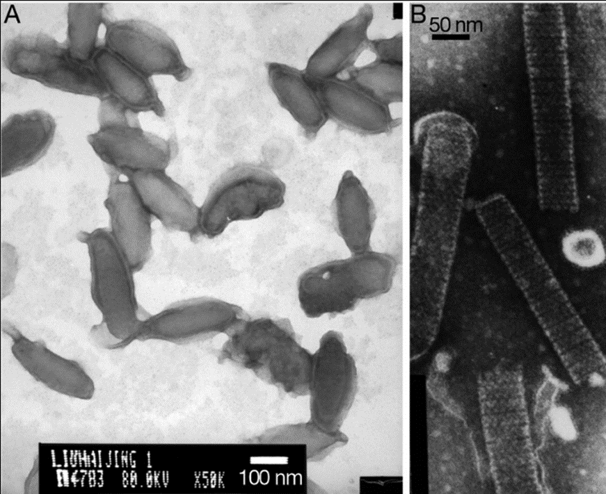 Hình 2. Hình thái virus đốm trắng (WSSV)