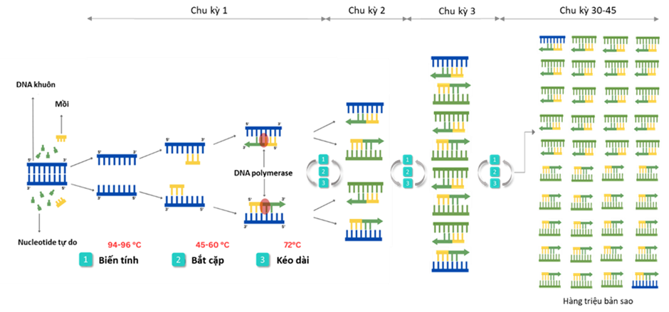 Hình 1. Quy trình PCR (Polymerase Chain Reaction)