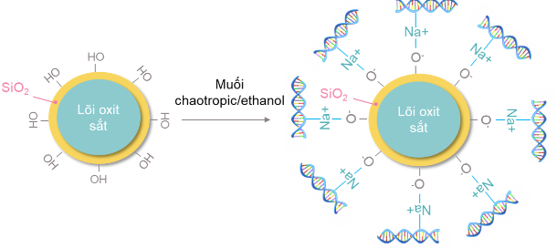 Hình 2. Hạt từ tính phủ silica hình thành liên kết với nucleic acid