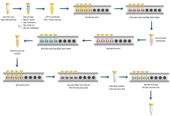 Hình 3. Quy trình tách chiết nucleic acid bằng hạt từ thủ công