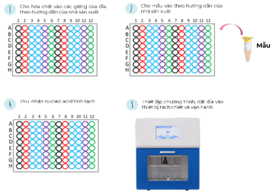 Hình 4. Quy trình tách chiết nucleic acid bằng hạt từ tự động