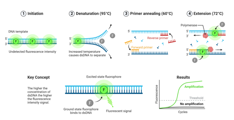 Hình 1. Real-time PCR - Cơ chế hoạt động của chất phát huỳnh quang gắn chèn vào DNA sợi đôi