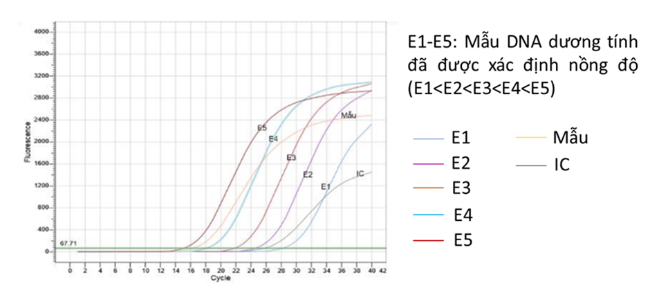 Hình 4. Kết quả phát hiện các mẫu chuẩn định lượng và mẫu