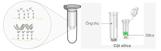 Hình 2. Cấu tạo cột và tương tác giữa silica (SiO2-) trong cột spin-column