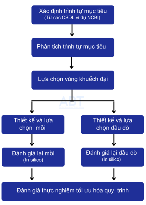 Hình 1. Sơ đồ quy trình chung để thiết kế và đánh giá các mồi và đầu dò cho phản ứng real-time PCR định lượng.