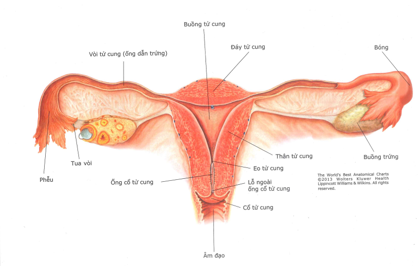 Hình 1. Giải phẫu hệ sinh dục nữ: tử cung, vòi trứng, buồng trứng và cổ tử cung