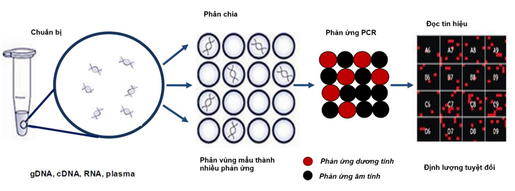 Hình 1. Nguyên lý cơ bản của ddPCR
