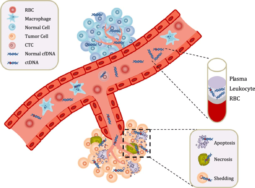 Hình. cfDNA (cell-free DNA) và ctDNA (circulating tumor DNA) tồn tại trong huyết tương – minh họa cho ứng dụng sinh thiết lỏng bằng NGS