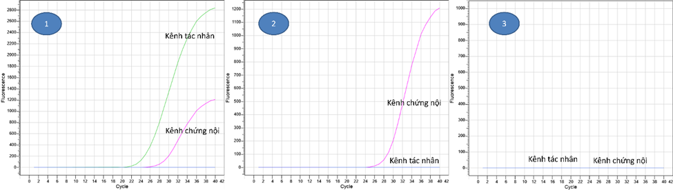 Hình 2. Đọc kết quả Real-time PCR