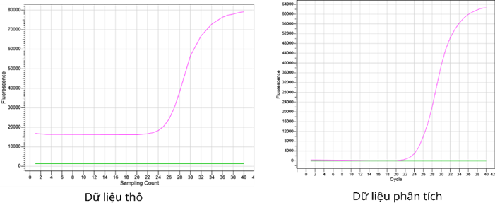 Hình 2. Đường cong tín hiệu trong real-time PCR: (a) dữ liệu thô, (b) dữ liệu phân tích sau phần mềm.