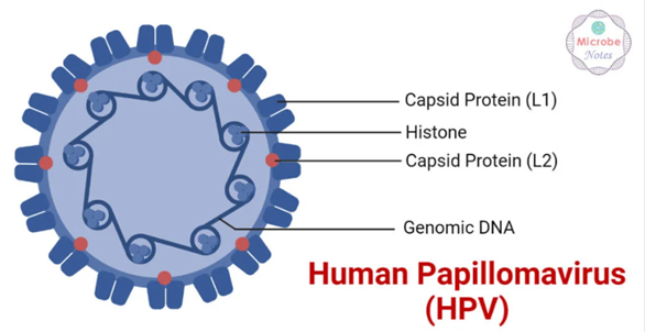 Hình 1: Cấu trúc chung của virus HPV gây u nhú