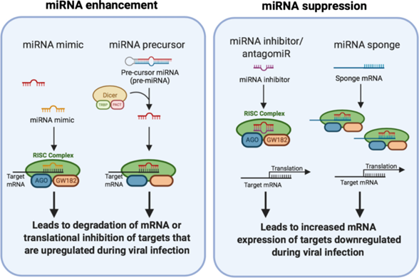 Hình 4. Các cơ chế tác động của miRNA