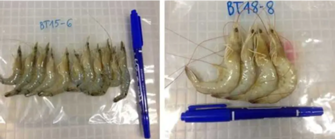 Giảm rủi ro nuôi tôm với công nghệ vi giọt ddPCR kép chẩn đoán EHP và VPAHPND