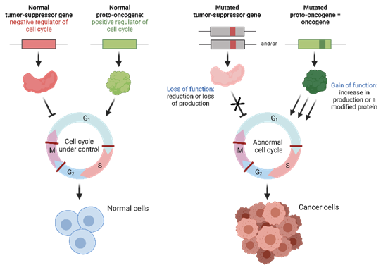 Hình 1. Mối tương quan của gene tiền sinh ung thư và gene ức chế khối u đến sự hình thành của tế bào ung thư
