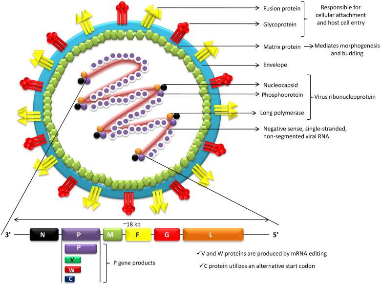 Cấu trúc virus Nipah