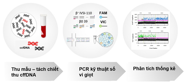 Hình 1. Quy trình thực hiện dPCR sàng lọc đột biến β-thalassemia